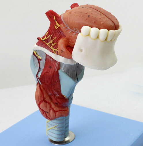 医药教学器材中的喉部模型 喉附舌、牙模型与喉软骨解剖模型的综合应用