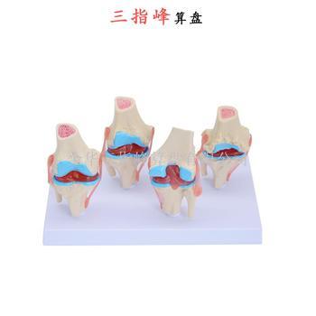 医药教学器材批发价格_义乌医药教学器材